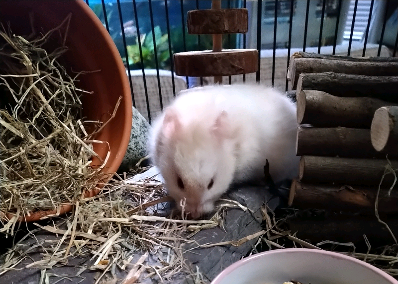 syrian hamster gumtree